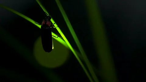 Firefly. Stock Footage 305522904
