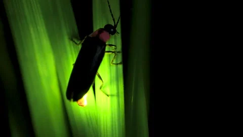 Firefly. Video stock 305522994