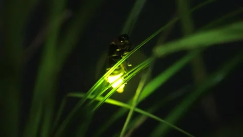 Firefly. Video stock 305719943