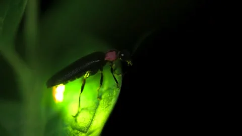 Firefly. Stock Footage 305886082