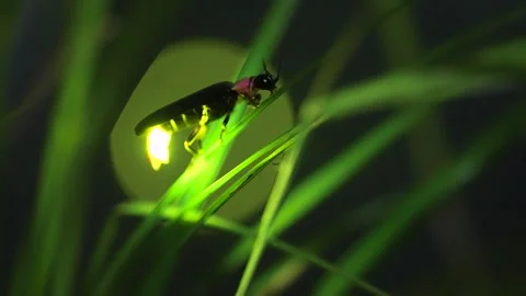 Firefly. Stock Footage 305886278