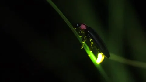 Firefly. Stock Footage 307419539