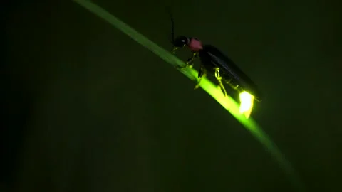 Firefly. Stock Footage 307419540