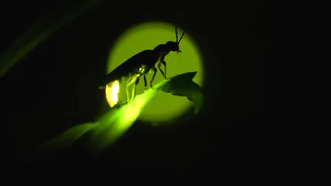 Firefly. Stock Footage 307419674