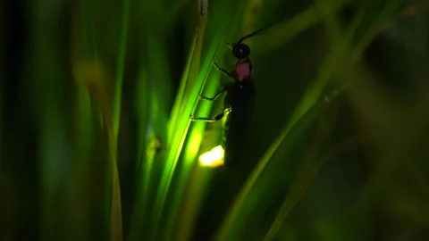 Firefly. Stock Footage 307419775