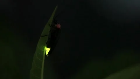 Firefly. Stock Footage 307420361