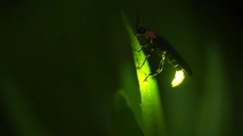 Firefly Stock Footage 328133682