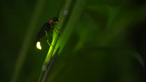 Firefly Video stock 328133690