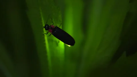 Firefly Stock Footage 328133700