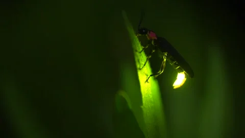 Firefly Video stock 328133714