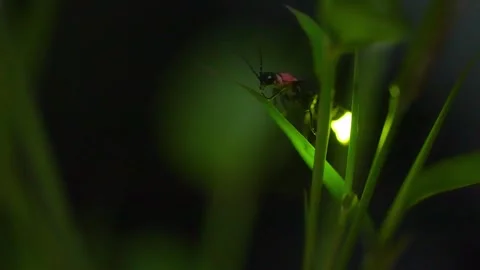 Firefly Stock Footage 328790742