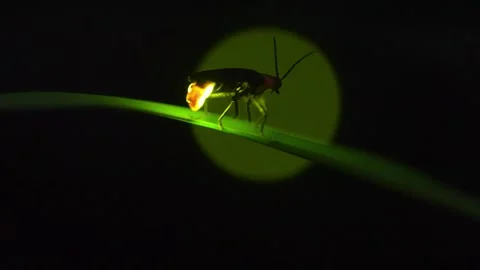 Firefly Stock Footage 328790827
