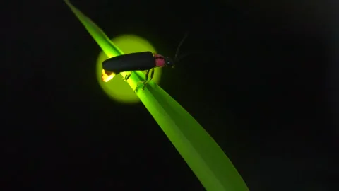 Firefly Video stock 328791275