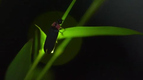 Firefly Video stock 328791394