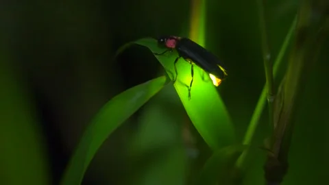 Firefly Stock Footage 328791400