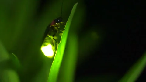 Firefly Video stock 328810199