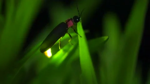 Firefly Stock Footage 328810206