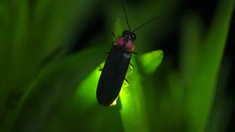 Firefly Stock Footage 328810213