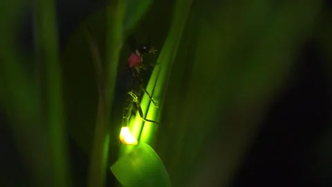 Firefly Stock Footage 329140836