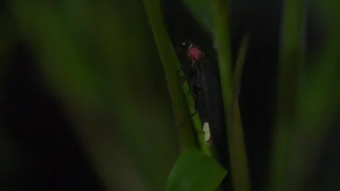 Firefly Stock Footage 329140841