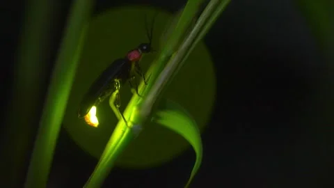 Firefly Stock Footage 329140845
