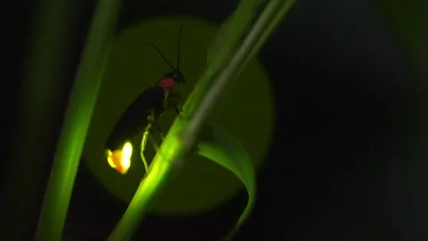 Firefly Stock Footage 329140846