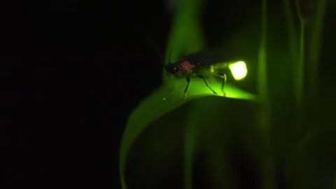 Firefly Stock Footage 329140851