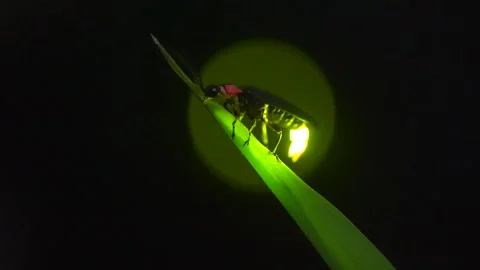 Firefly Stock Footage 329140862