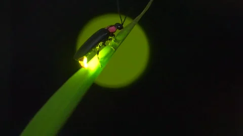 Firefly Video stock 329140863