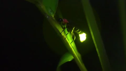 Firefly Video stock 329140864