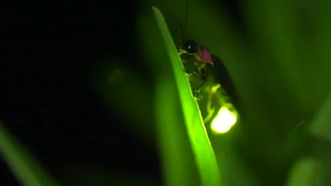 Firefly Stock Footage 329140884