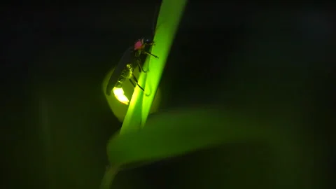 Firefly Stock Footage 329140885