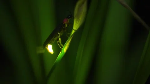 Firefly Stock Footage 329140886
