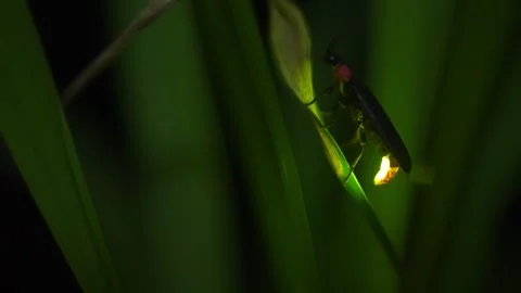 Firefly Stock Footage 329140889