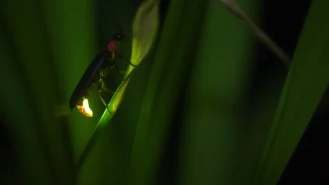 Firefly Stock Footage 329140890