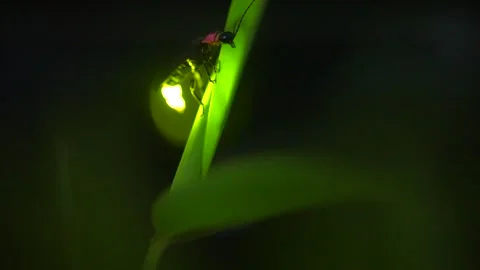 Firefly Video stock 329140900