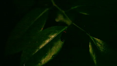 Firefly Stock Footage 332447157