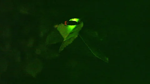 Firefly Stock Footage 332447159