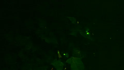 Firefly Stock Footage 332447165