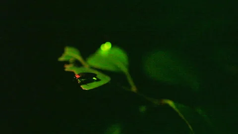 Firefly Stock Footage 332447171