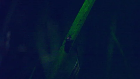 Firefly Stock Footage 332447588