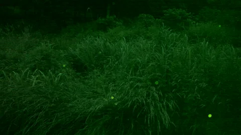 Firefly Stock Footage 332452345