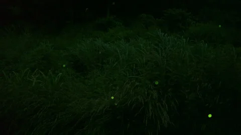 Firefly Stock Footage 332452348