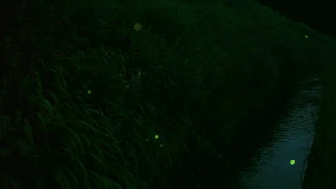 Firefly Stock Footage 332452353