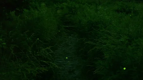 Firefly Stock Footage 332452354