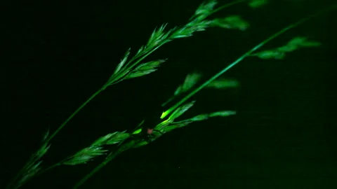 Firefly Stock Footage 332452357