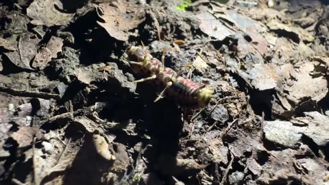 Firefly glow worm larvae in wild wood creature hyrcanian forest in Iran night Stock Footage 323871792