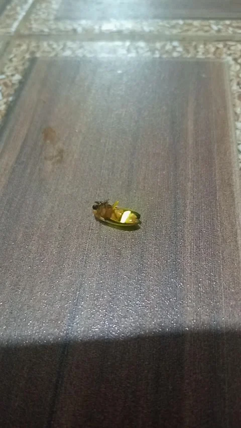 Firefly glowing at night inside a house 스톡 동영상 337149896
