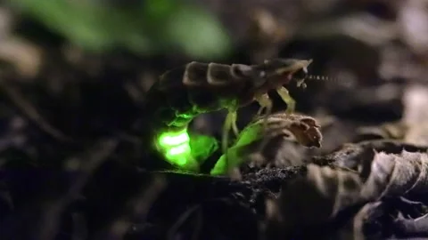 Firefly glows in a forest at night 库存影片 219693693
