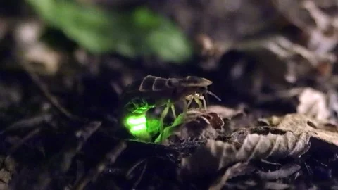 Firefly glows in a forest at night 스톡 동영상 219694026